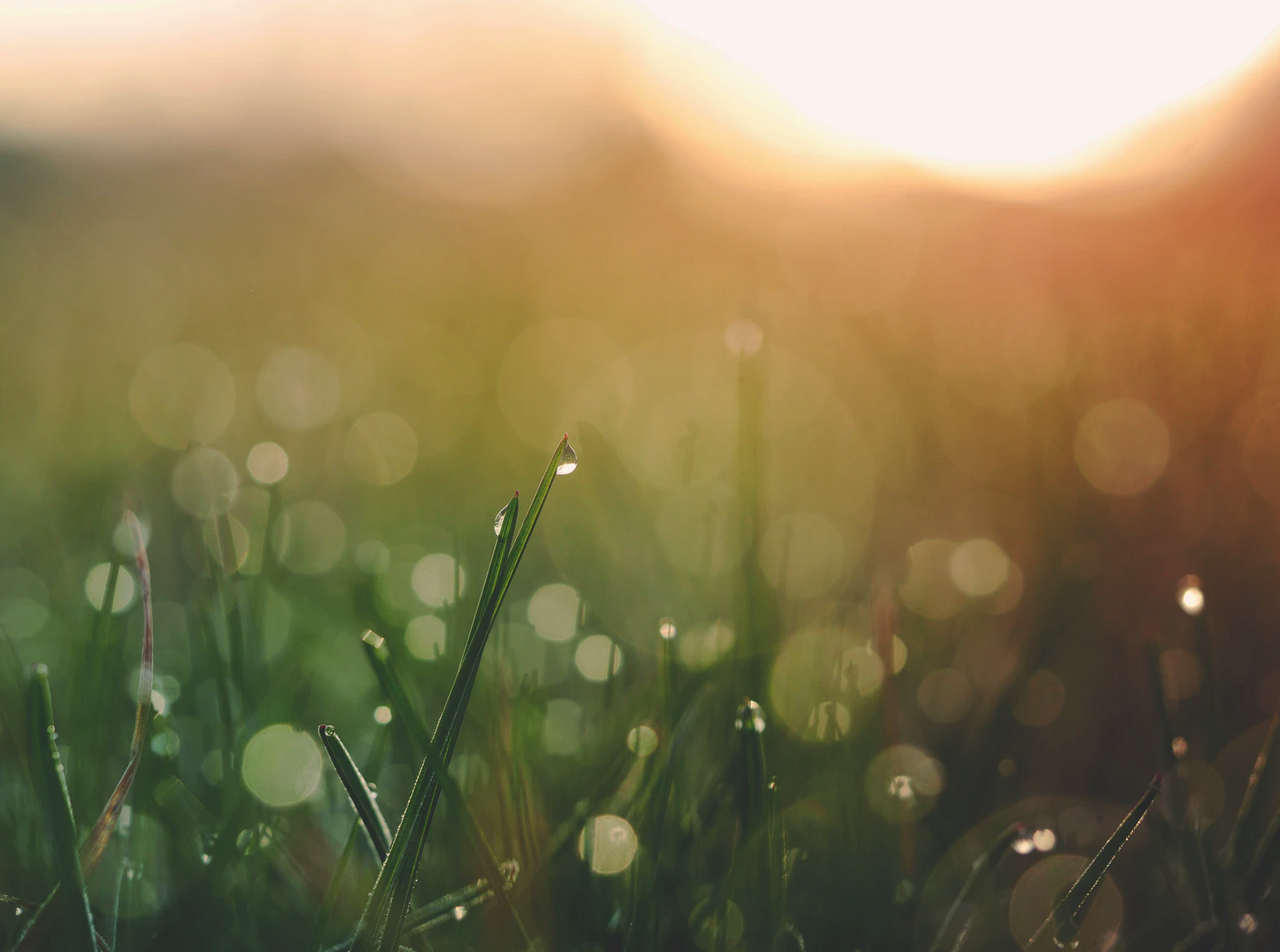 Sunlit grass close up