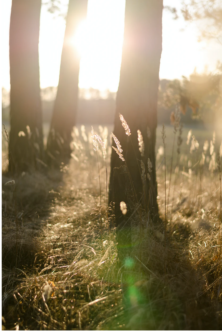 sunlight behind trees