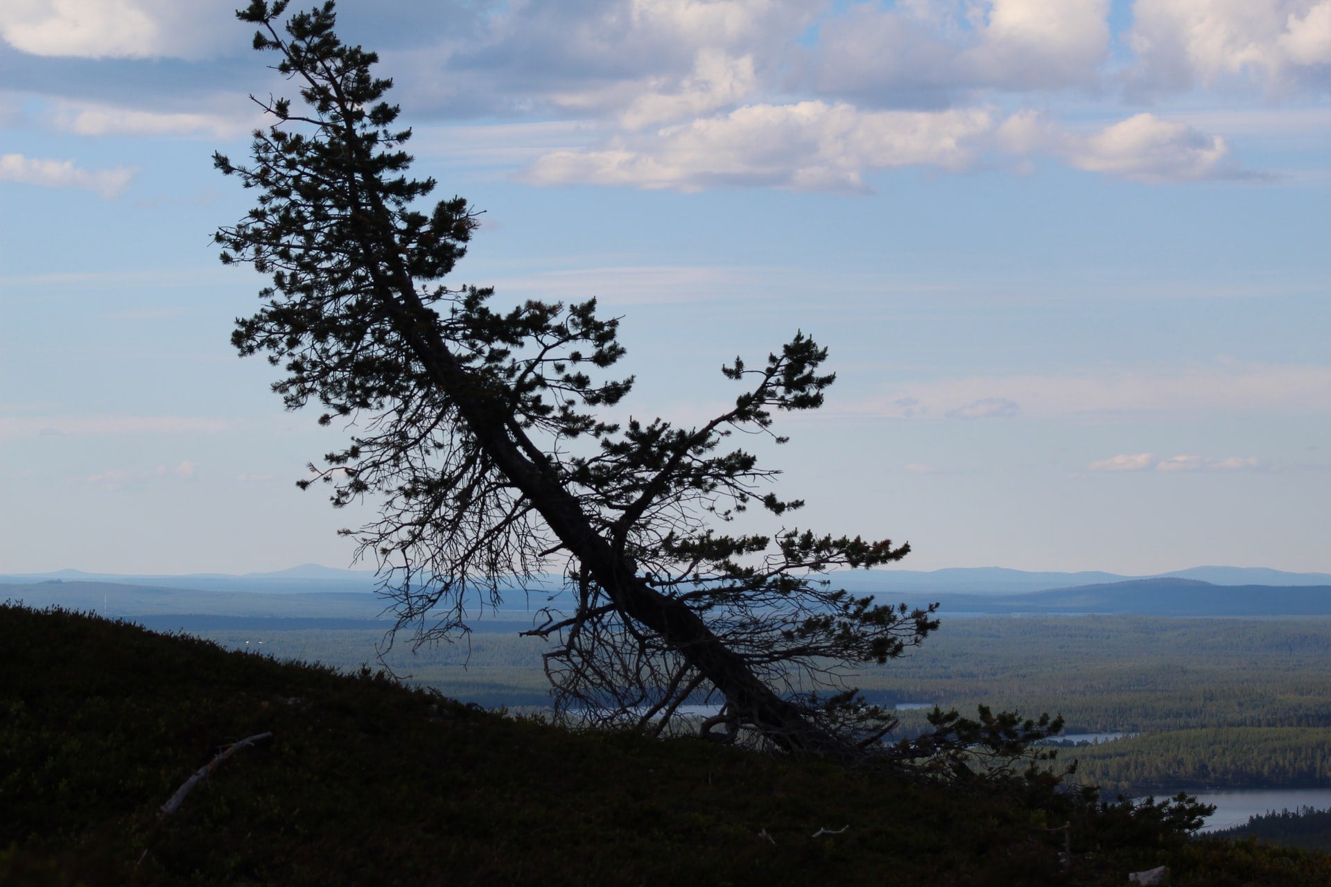 Silhouette of tree against the blue sky